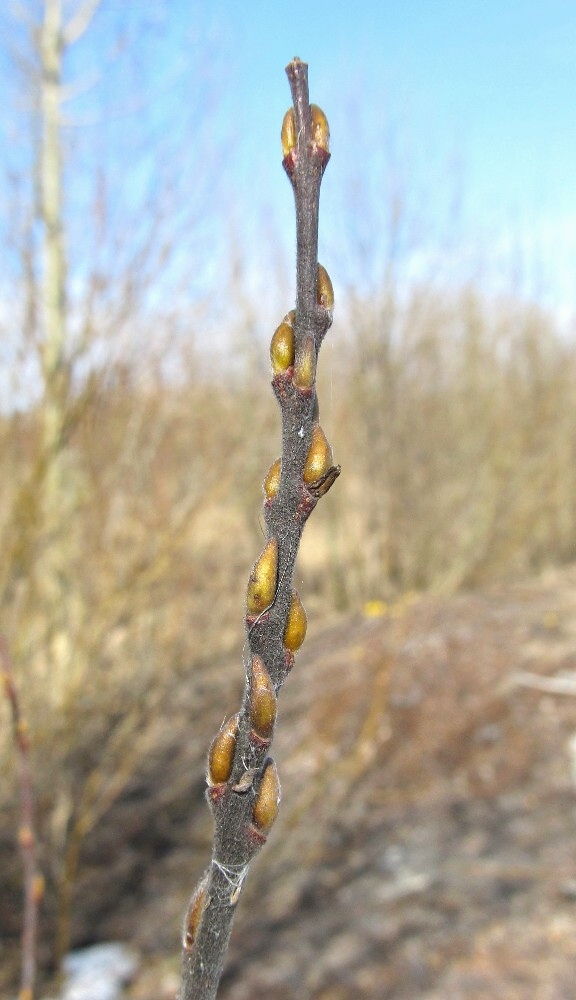 Изображение особи Salix myrsinifolia.