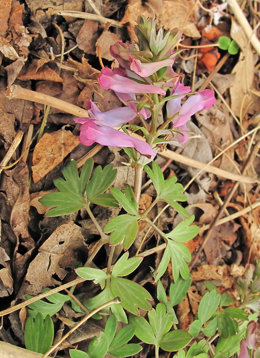 Image of Corydalis turtschaninovii specimen.