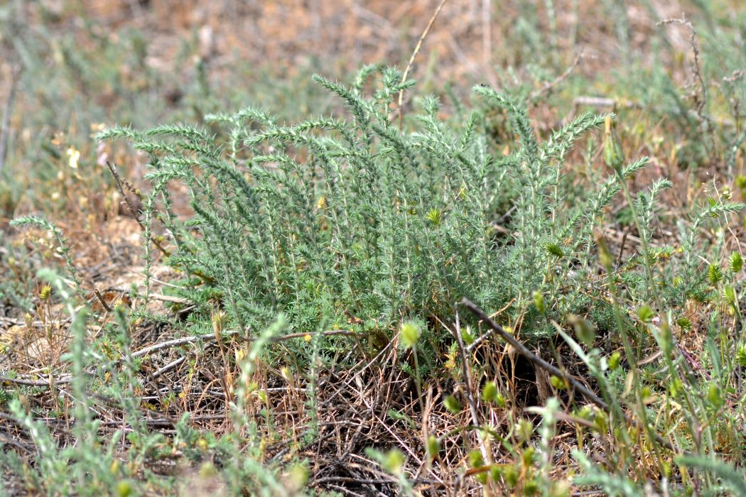 Image of Camphorosma monspeliaca specimen.
