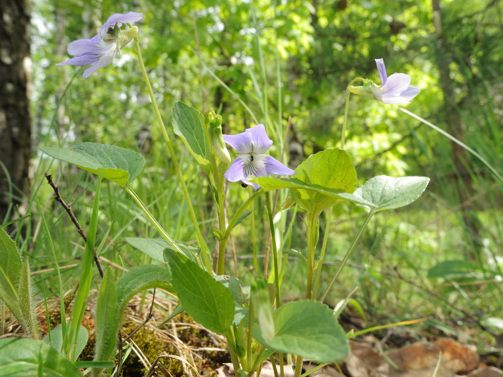 Image of Viola canina specimen.