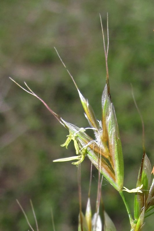 Image of Helictotrichon compressum specimen.