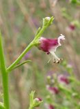 Scrophularia bicolor