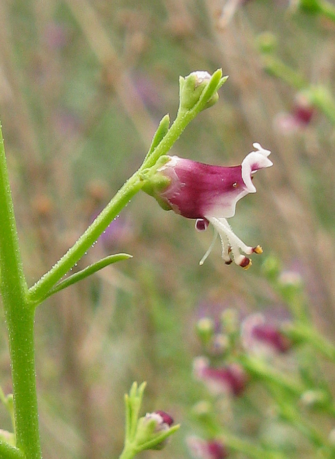 Изображение особи Scrophularia bicolor.