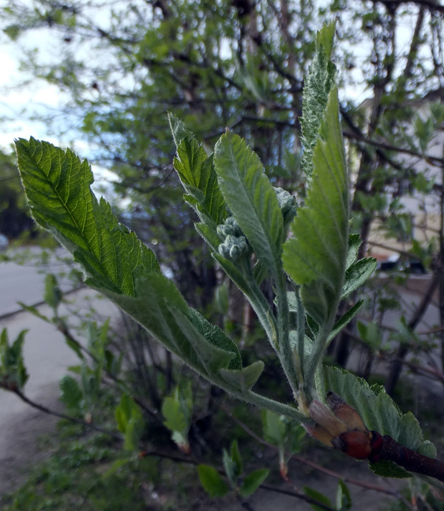 Image of Sorbus &times; thuringiaca specimen.