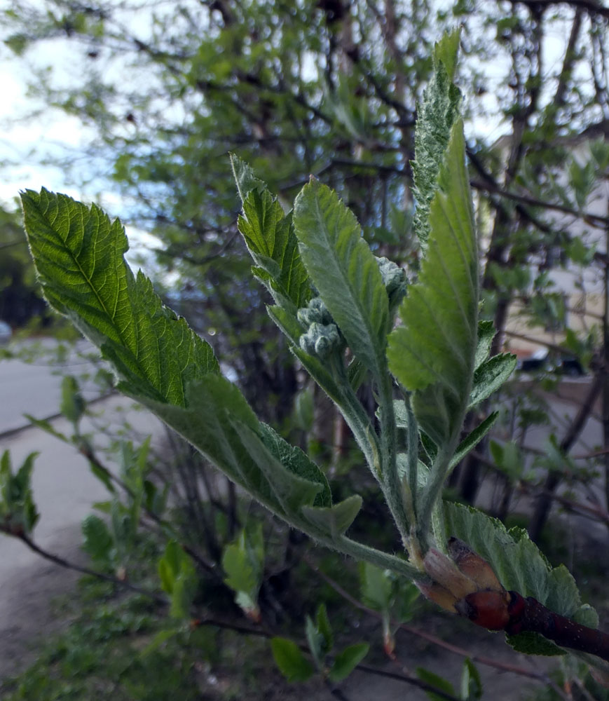 Изображение особи Sorbus &times; thuringiaca.