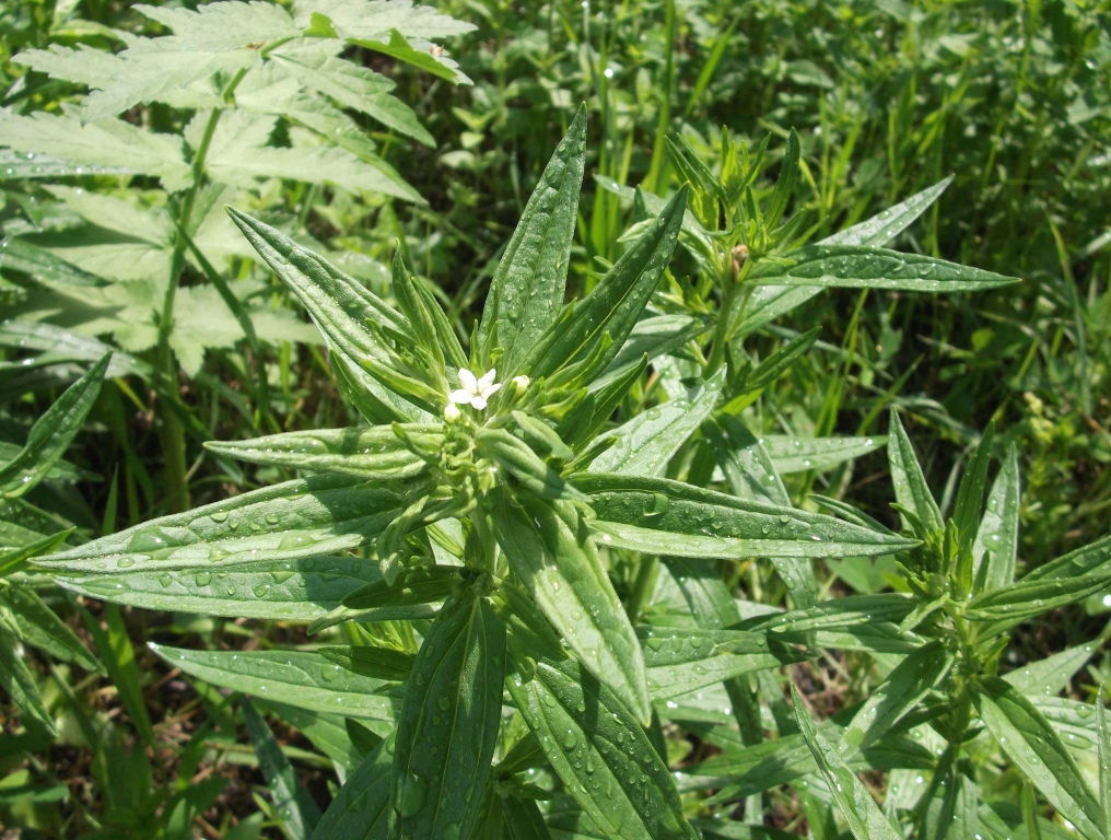 Image of Lithospermum officinale specimen.