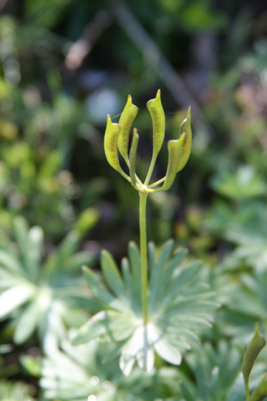 Image of Eranthis longistipitata specimen.