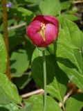 Paeonia obovata. Цветок. Приморский край, Партизанский район, п-ов Трудный, падь Елизарова, в дубняке. 16.06.2012.