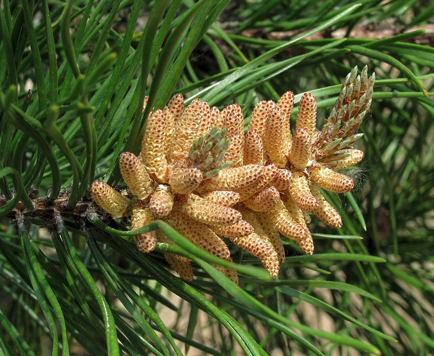 Image of Pinus contorta specimen.