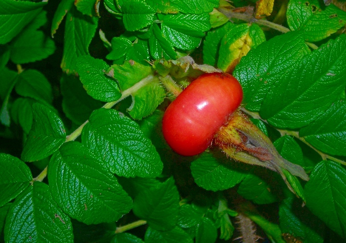 Image of Rosa rugosa specimen.