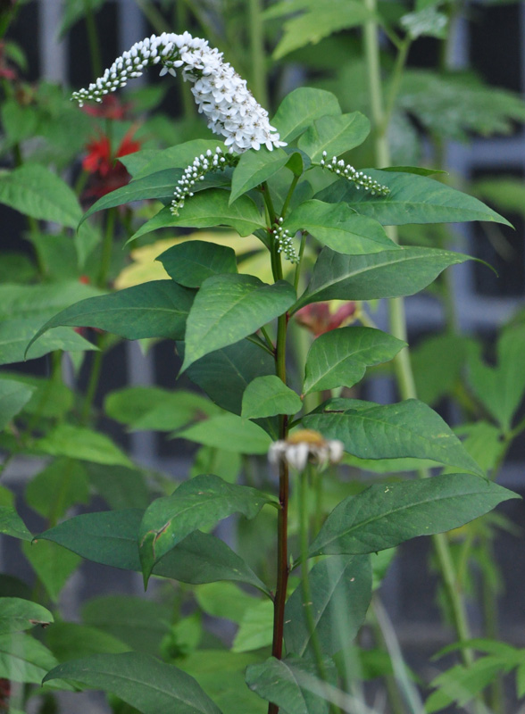 Image of Lysimachia clethroides specimen.