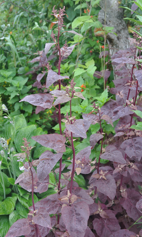 Изображение особи Atriplex hortensis.