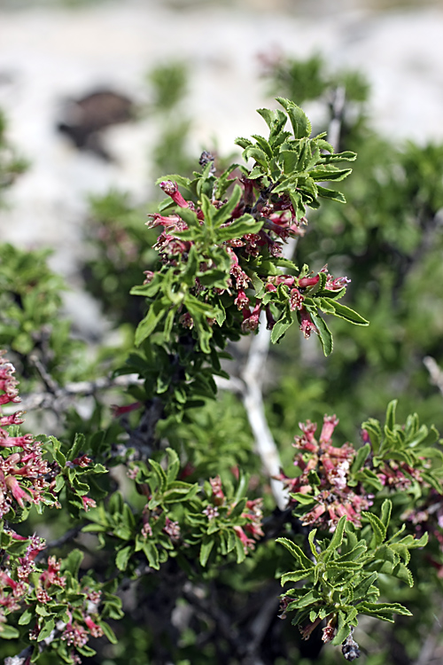Image of Cerasus tianshanica specimen.