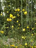 Kerria japonica variety pleniflora