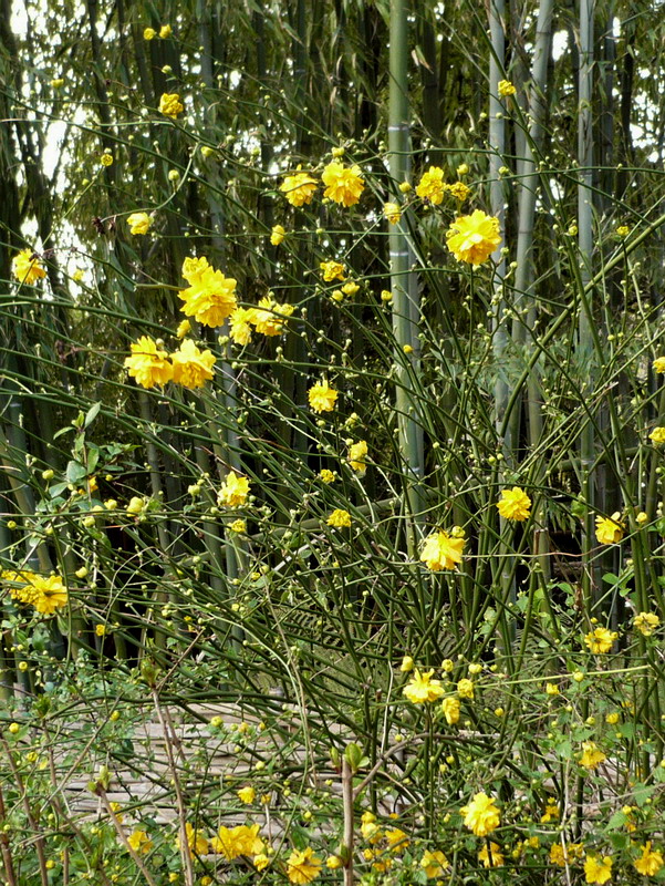 Изображение особи Kerria japonica var. pleniflora.