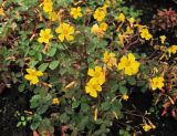 Oxalis hedysaroides