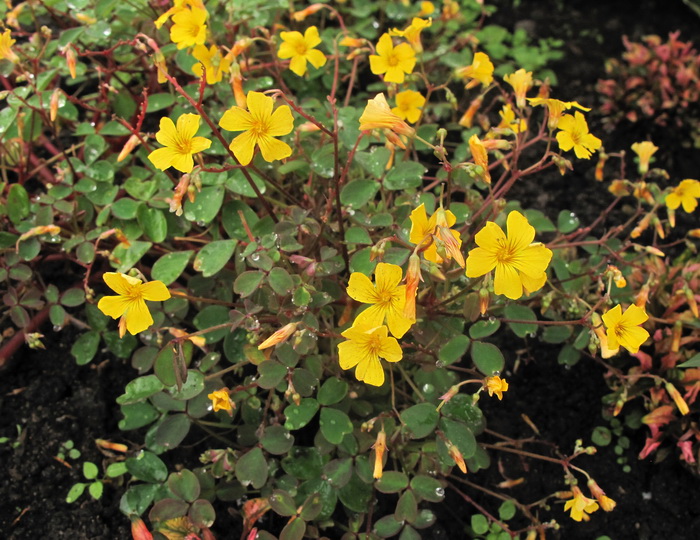 Image of Oxalis hedysaroides specimen.