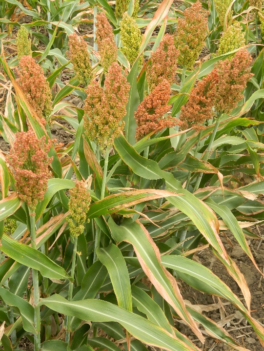 Изображение особи Sorghum bicolor.