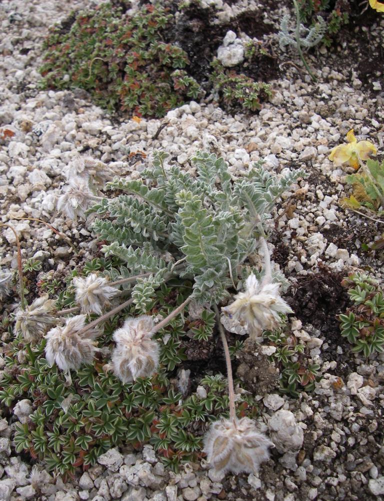 Image of Oxytropis sewerzowii specimen.