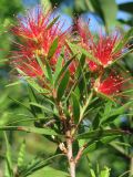 Callistemon citrinus. Ветвь с соцветиями. Турция, пров. Анталья, пос. Текирова, Экопарк, в культуре. 29.05.2012.