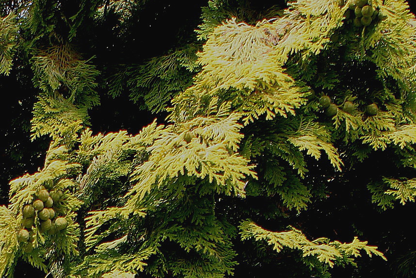 Image of Chamaecyparis lawsoniana specimen.