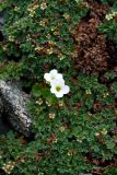 Saxifraga sibirica