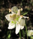 Parnassia palustris