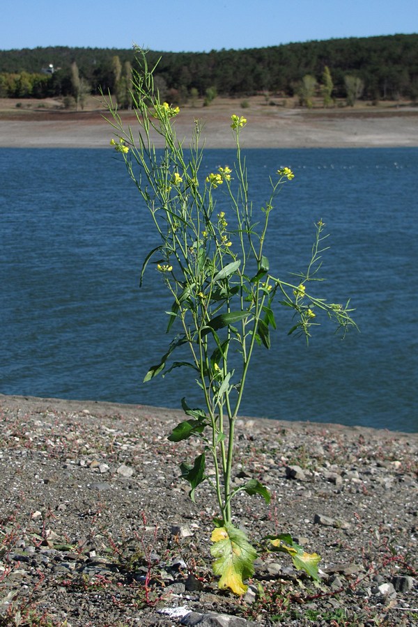 Image of Brassica napus specimen.