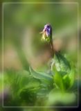 Viola tricolor. Побег с бутоном. Запорожье, остров Хортица. Апрель 2009 г.