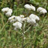 род Anaphalis. Верхушка цветущего растения. Индия, Binsar Wildlife Sanctuary, горы Кумаон. 25.09.2012.