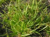 Cyperus fuscus