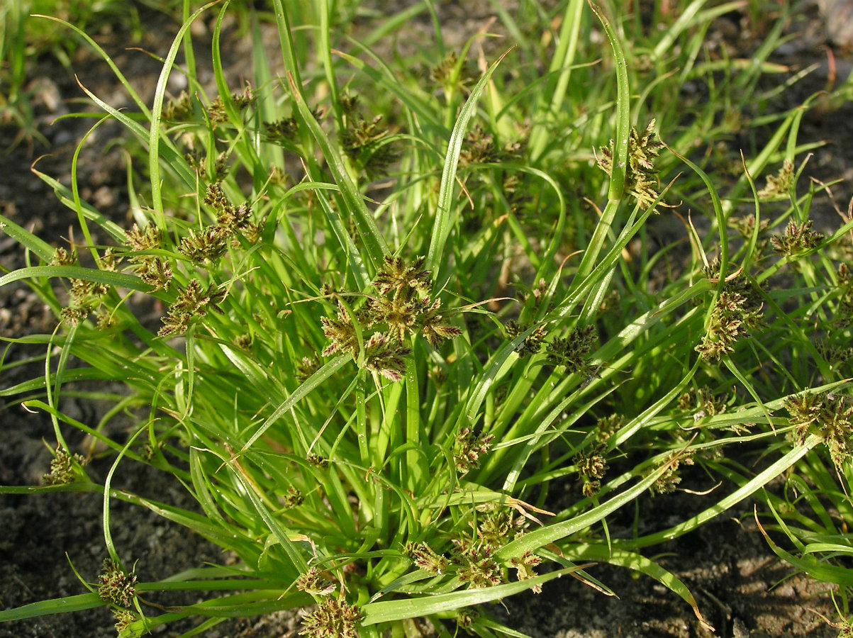Image of Cyperus fuscus specimen.