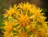 Solidago virgaurea подвид dahurica. Часть соцветия. Хабаровский край, Ванинский р-н, верховье р. Хуту. 18.07.2012.