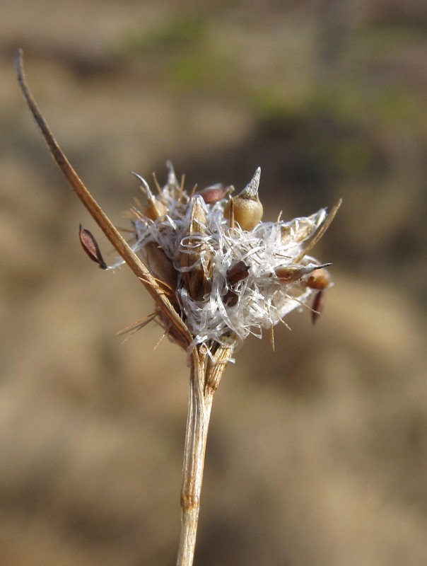 Изображение особи Rhynchospora alba.