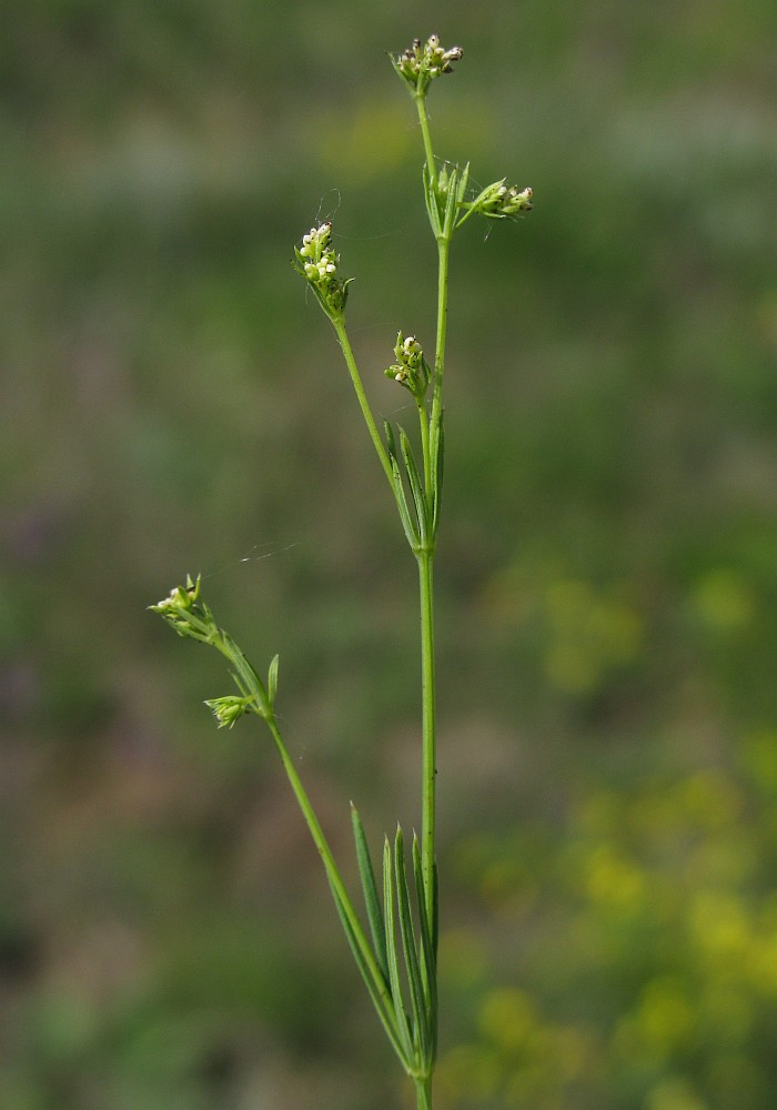 Image of Galium octonarium specimen.