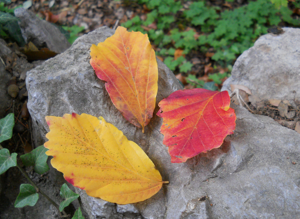 Изображение особи Parrotia persica.