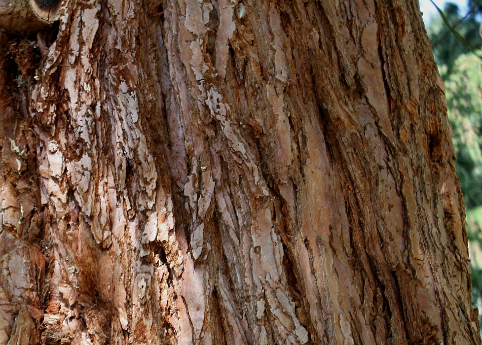 Image of Sequoiadendron giganteum specimen.