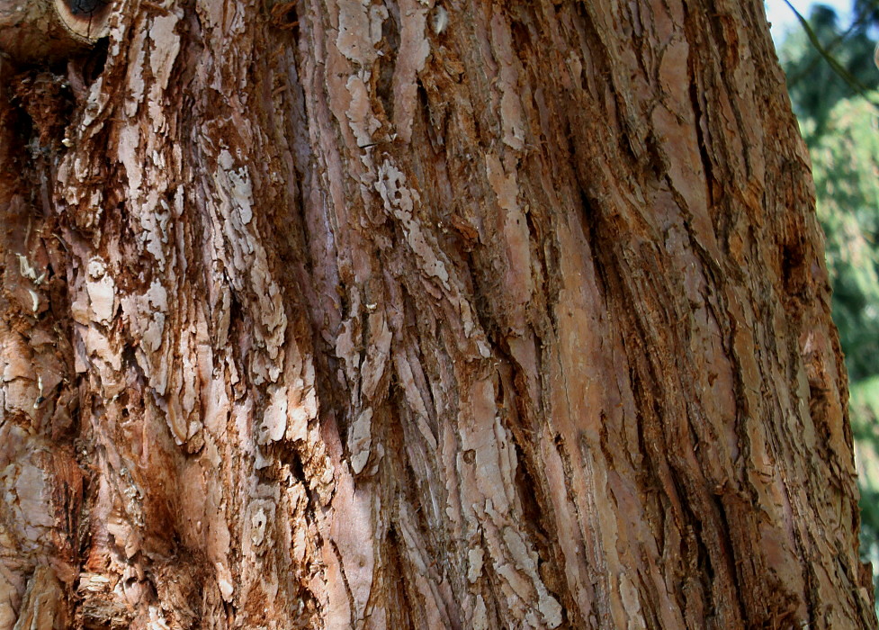 Изображение особи Sequoiadendron giganteum.