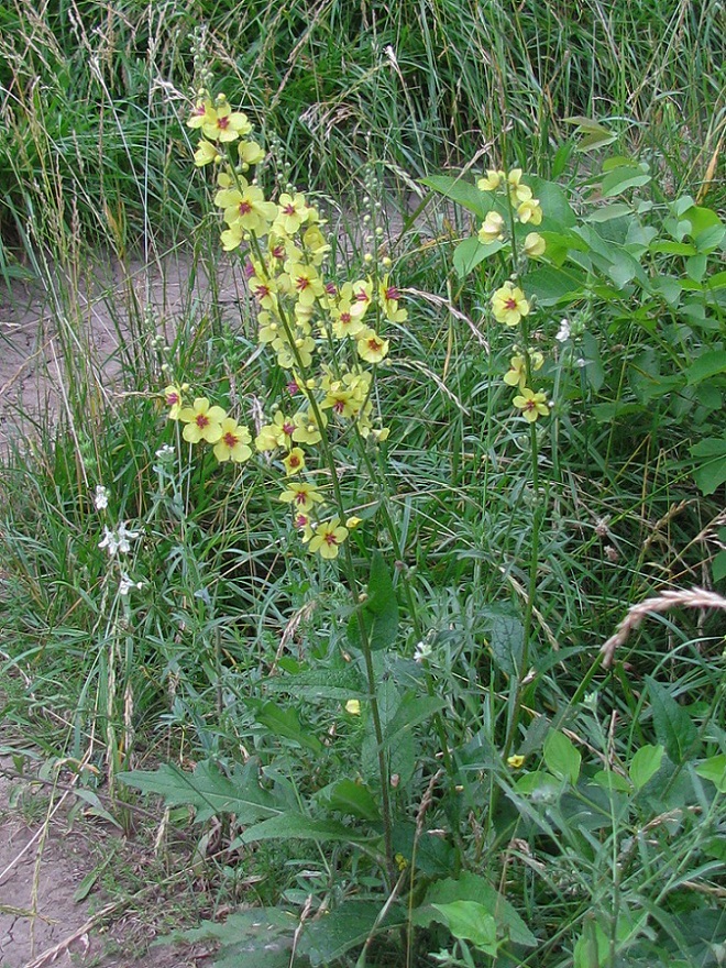 Изображение особи Verbascum marschallianum.