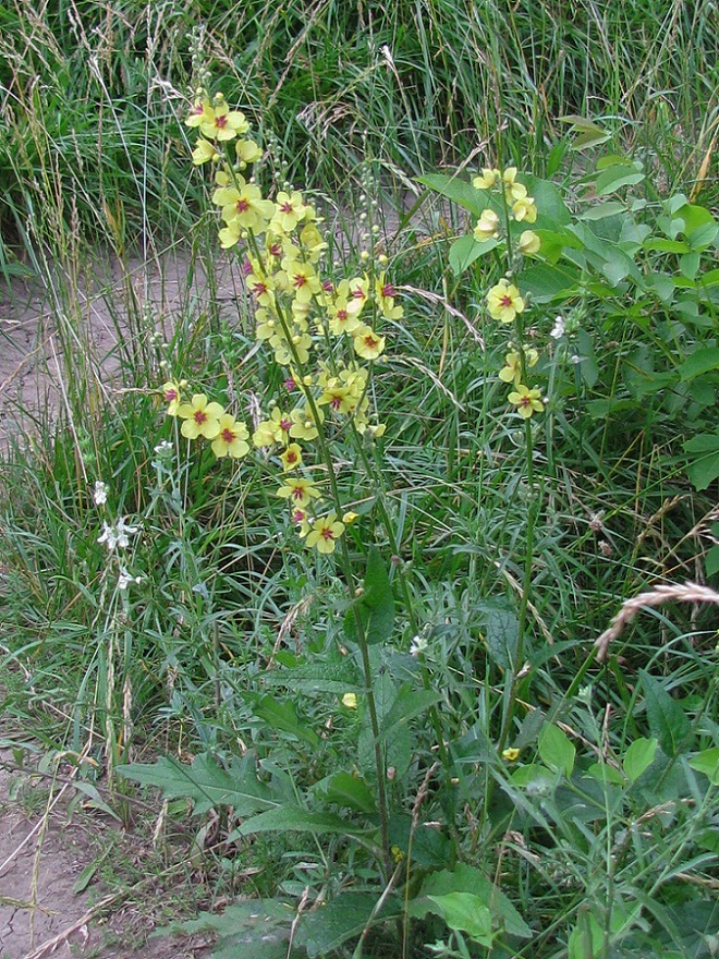 Image of Verbascum marschallianum specimen.