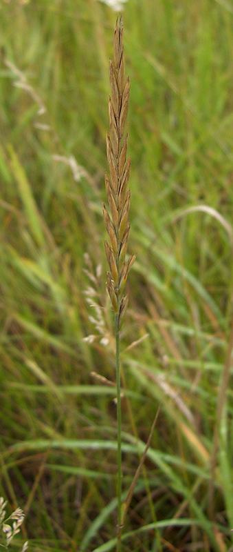 Изображение особи Elytrigia repens.