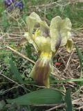 Iris pumila