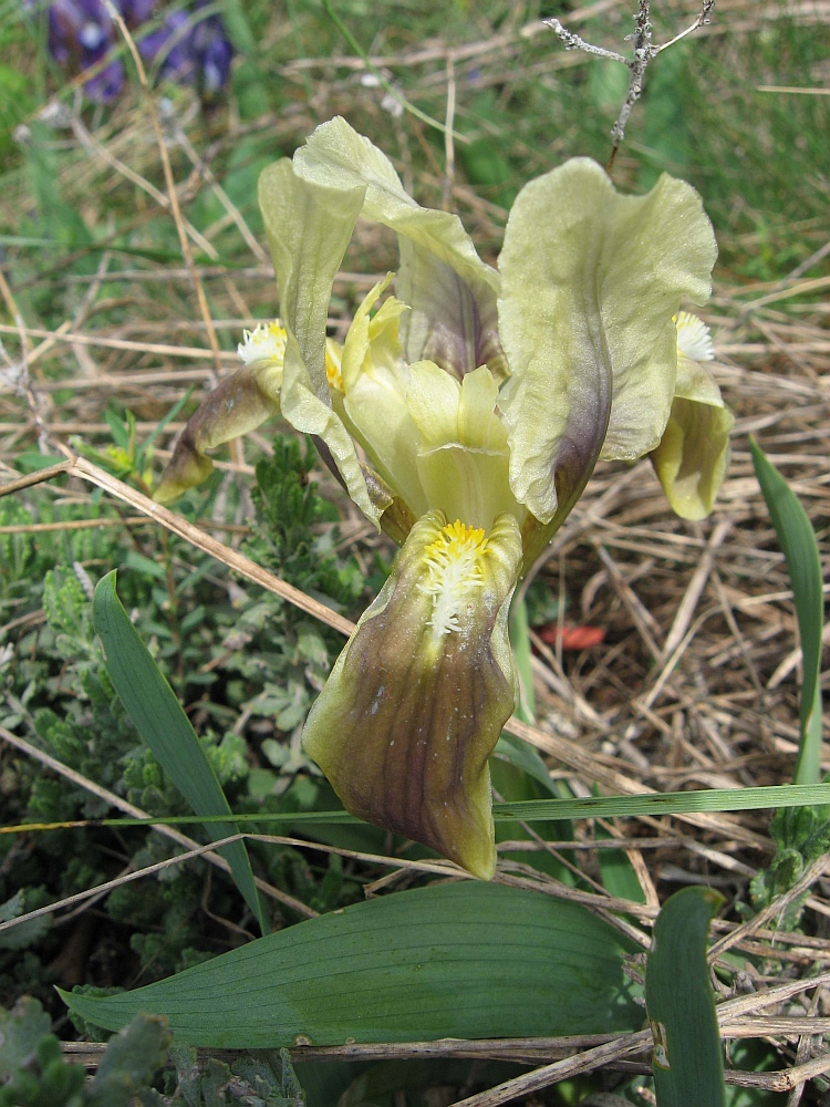 Изображение особи Iris pumila.