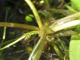 Hydrocharis morsus-ranae