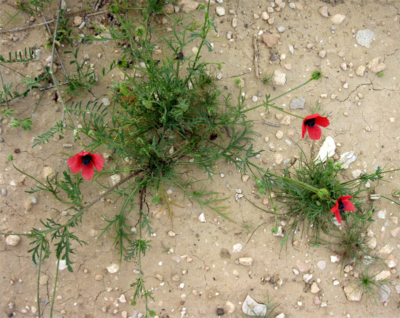 Изображение особи Papaver hybridum.