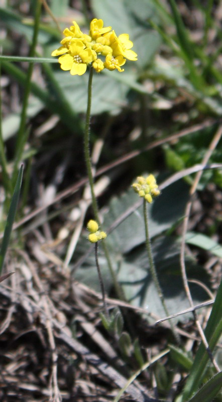 Изображение особи Draba sibirica.