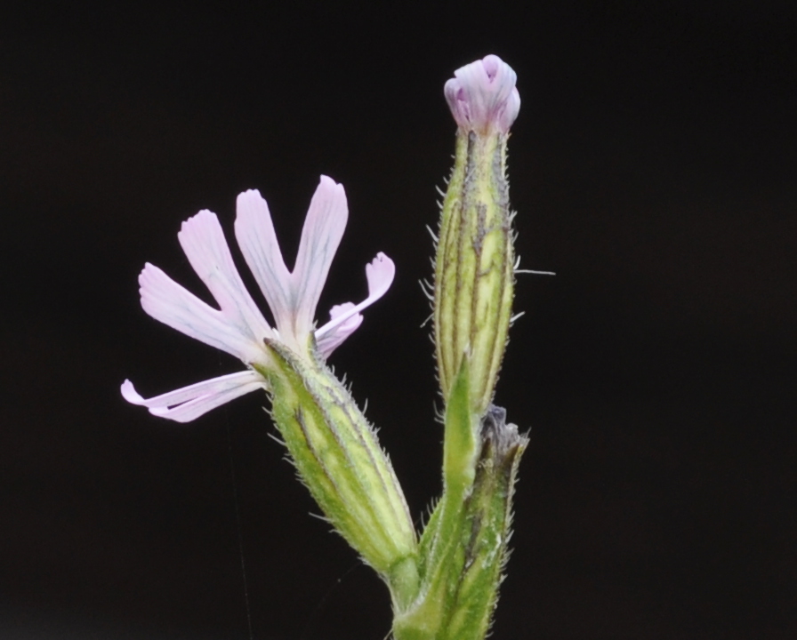 Image of Silene nocturna specimen.