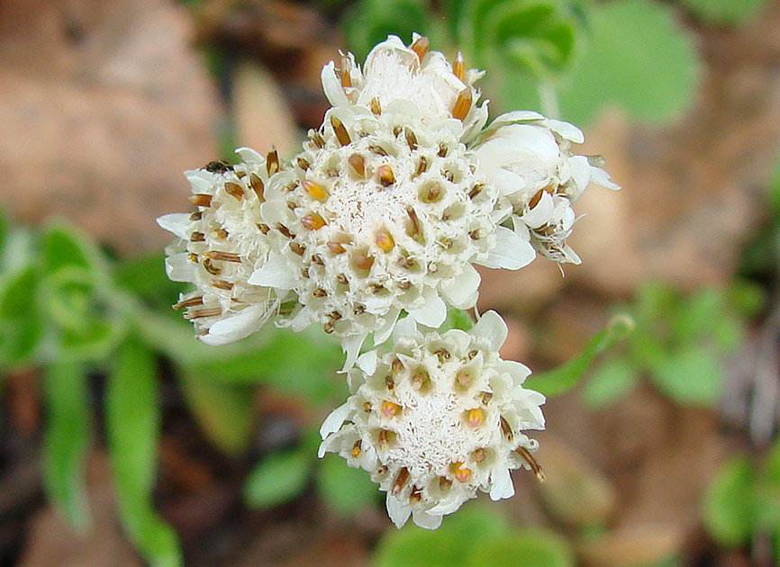 Image of Antennaria dioica specimen.