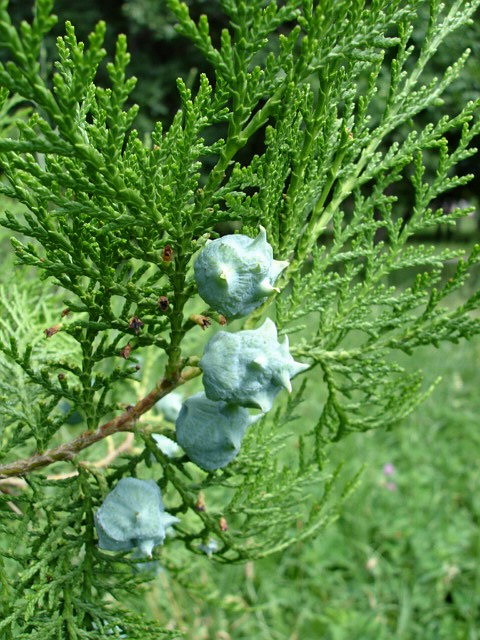 Изображение особи Platycladus orientalis.