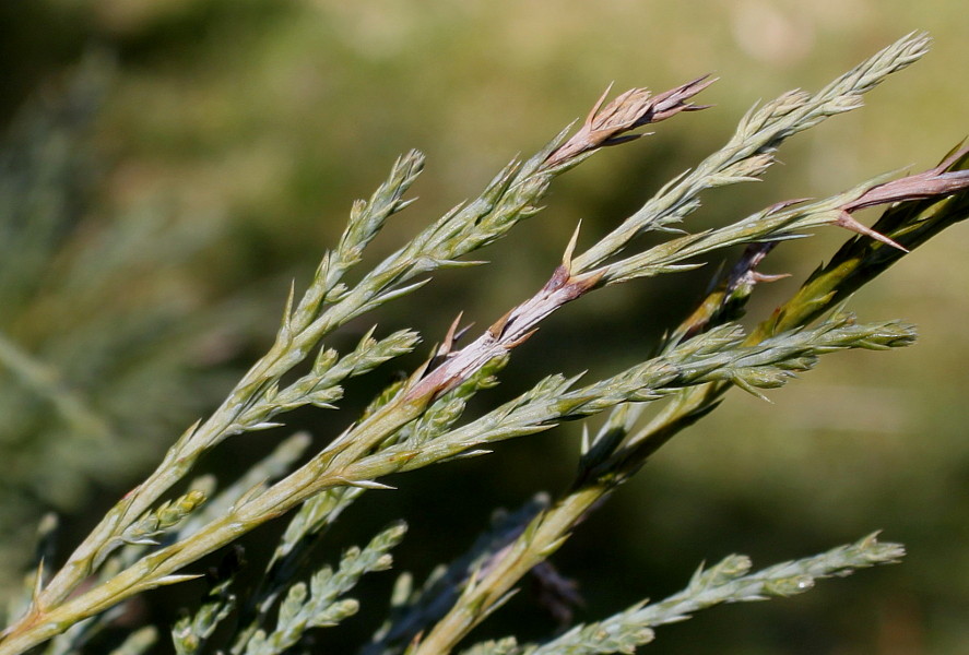 Изображение особи род Juniperus.